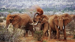 Tsavo East & Tsavo West Safari