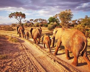 Tsavo East Safari