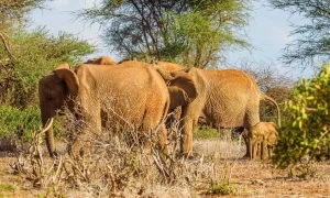 Tsavo East National Park Safari Guide