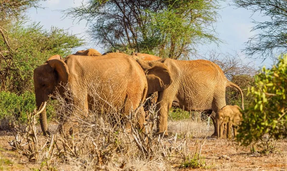 Tsavo East National Park Safari Guide