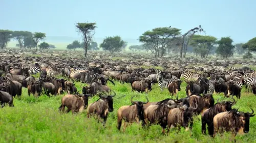 migration-in-mara